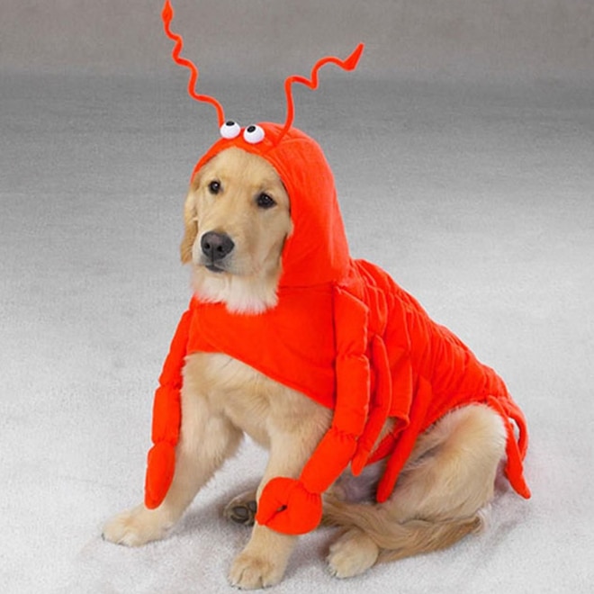 Ecomm: Dog Halloween Costumes